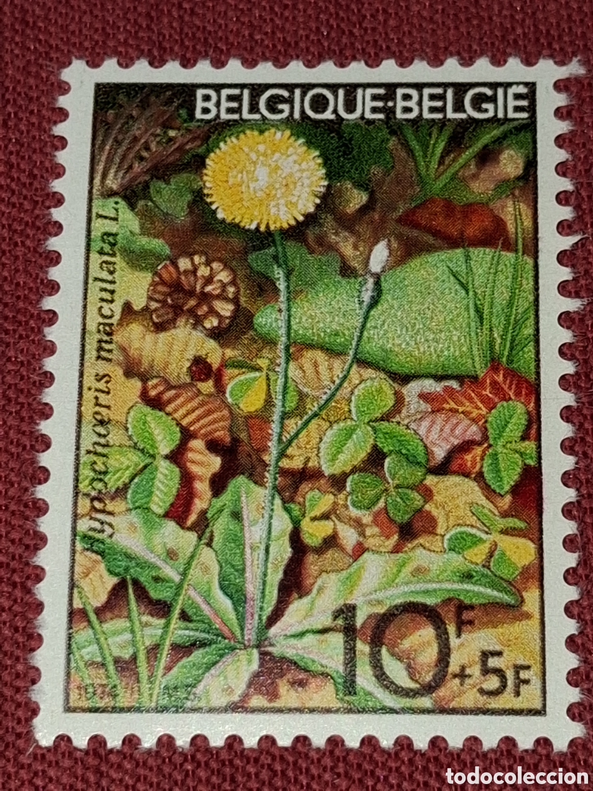 Sellos: Sello (1/4v) B&eacute;lgica nuevo 1974. Solidaridad. Naturaleza. Flora. Oreja gato moteada. Flores. Plantas