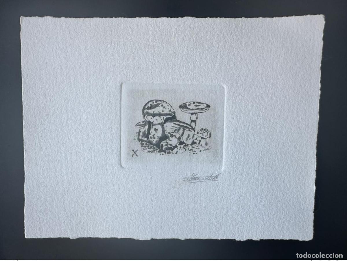 Sellos: B&eacute;lgica 1991 COB 2419 Prueba art&iacute;stica FDC Mushroom Pilz Funghi