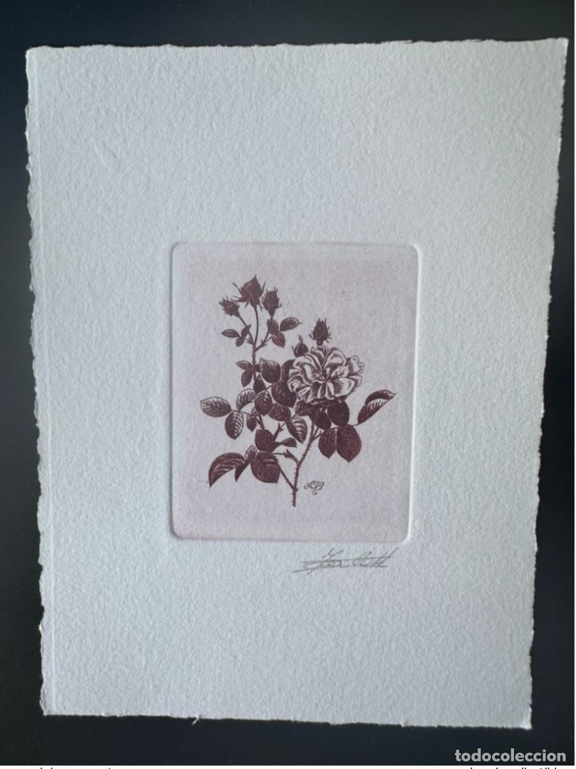 Sellos: B&eacute;lgica 1989 COB 2318 Prueba de artista FDC Fleur Rose Centfeuille Redout&eacute;
