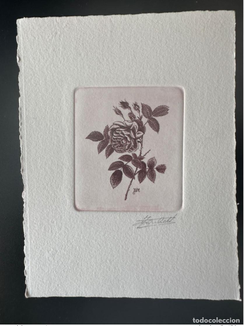 Sellos: &iquest;B&eacute;lgica? &iquest;MAZORCA? Primer d&iacute;a de prueba art&iacute;stica FDC Fleur Rose Pierre-Joseph Redout&eacute;i