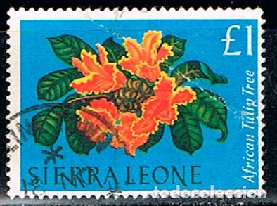 Sellos: SIERRA LEONA IVERT N&ordm; 240, TULIPANERO AFRICANO, USADO, FACIAL 1 LIBRA (ENORME PARA EL PAIS) USADO