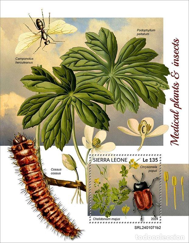 Sellos: Sierra Leona 2024 Mi. Bl. 3135 bloque plantas medicinales insectos