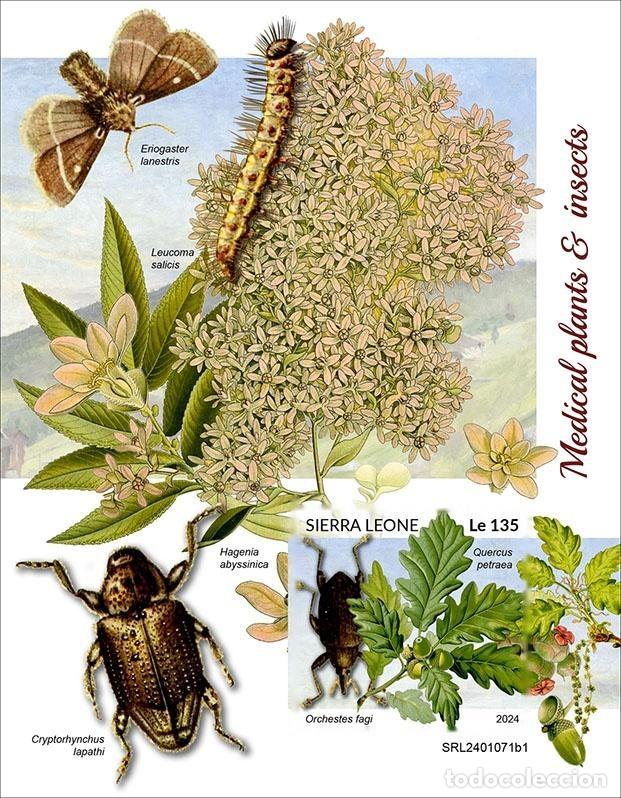 Sellos: Sierra Leona 2024 Mi. Bl. 3134 bloque sin perforar plantas medicinales insectos