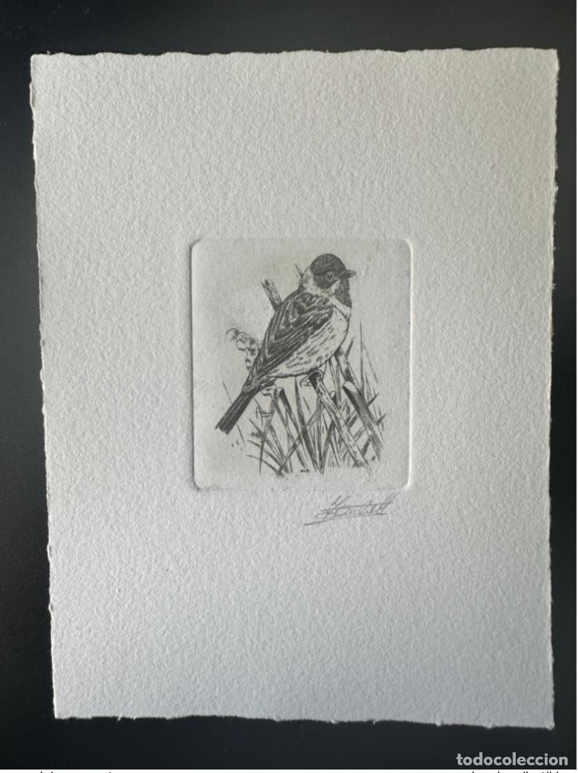 Briefmarken: Ca&ntilde;as para banderines FDC Bird Andr&eacute; Buzin B&eacute;lgica 1991 COB 2425 a prueba de artista