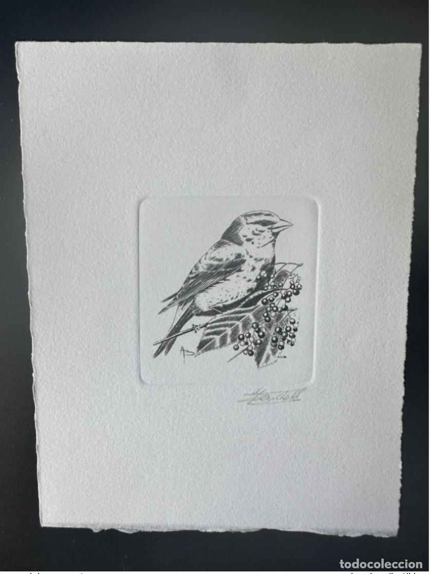 Briefmarken: B&eacute;lgica 1992 COB 2461 Prueba art&iacute;stica FDC Oiseau Vogel Andr&eacute; Buzin Verdier