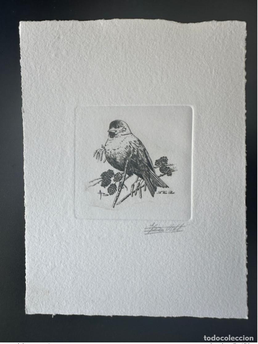 Briefmarken: B&eacute;lgica 1996 COB 2665 Prueba art&iacute;stica FDC Oiseau Andr&eacute; Buzin Tarin des aulnes