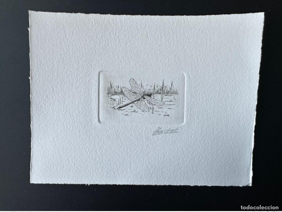 Sellos: B&eacute;lgica 1996 COB 2632 FDC Insect Lib&eacute;lula negra a prueba de artistas