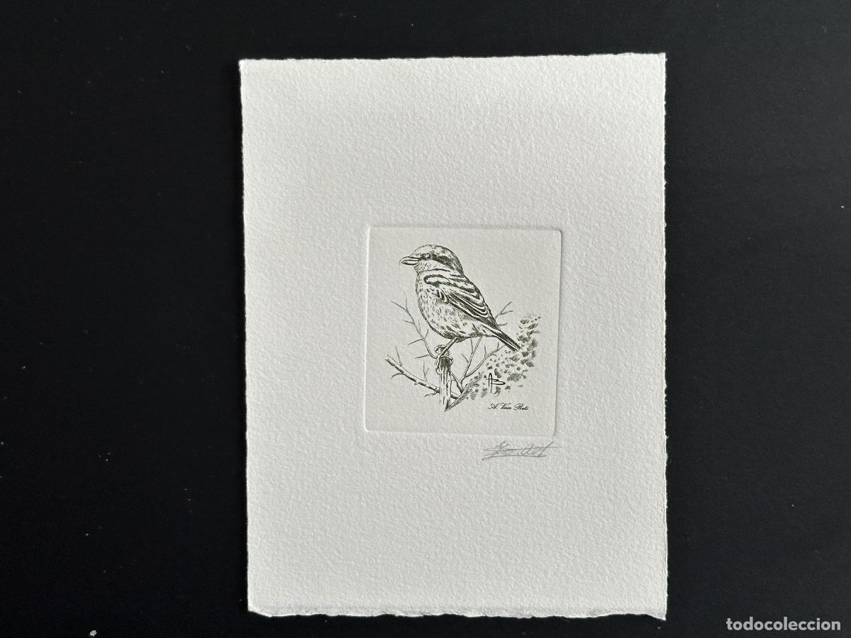 Sellos: B&eacute;lgica 1998 COB 2775 A prueba de artista FDC Bird Andr&eacute; Buzin Grey Shrike