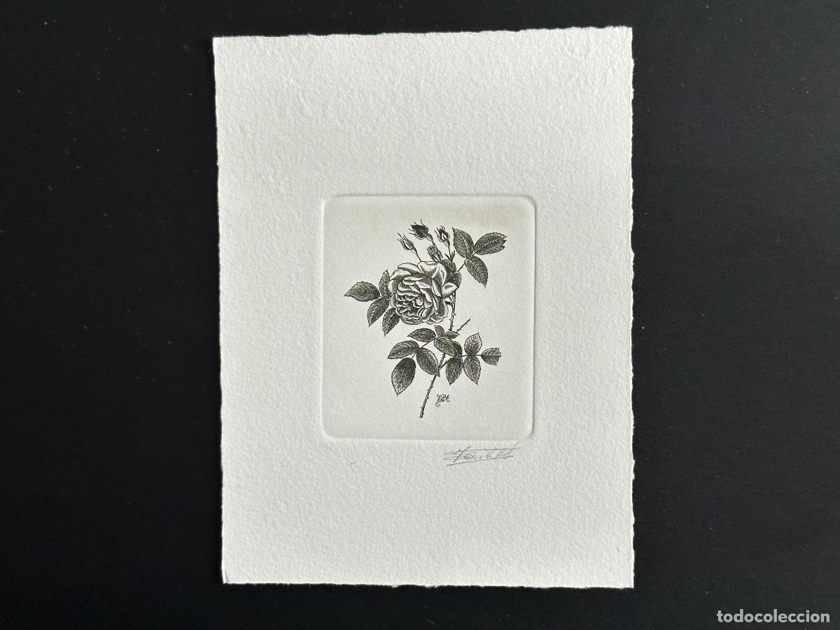 Sellos: &iquest;B&eacute;lgica? &iquest;MAZORCA? Prueba art&iacute;stica de FDC Fleur Rose Pierre-Joseph Redout&eacute; negra