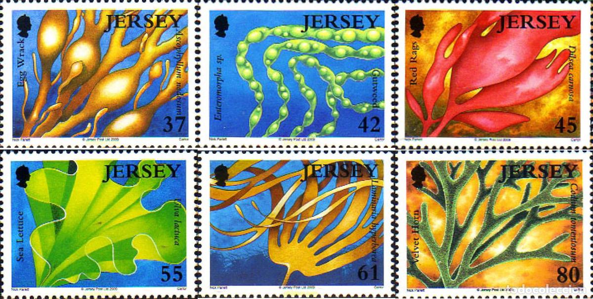 Sellos: 231622 MNH JERSEY 2009 ALGAS MARINAS - Foto 1