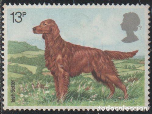 Sellos: Gran Breta&ntilde;a 1979 Scott 854 Sello &ordm; Fauna Perros Irish Setter (Canis lupus familiaris) Michel 784