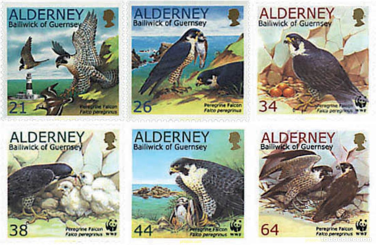 Sellos: 202124 MNH ALDERNEY 2000 HALCON PEREGRINO