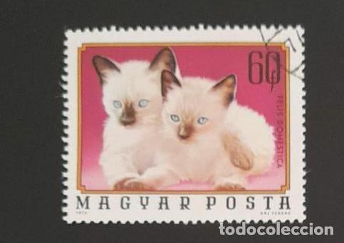 Sellos: SL) HUNGARY USED CATS - Foto 1