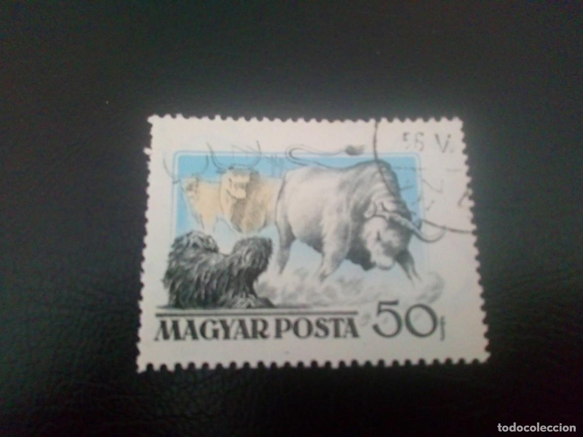 Sellos: HUNGR&Iacute;A 1956, PERROS, BERGER PULL, YT 1191 - Foto 1