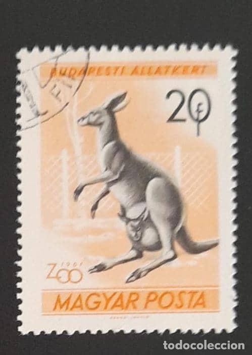 Sellos: SD)1961. HUNGARY. KANGAROO. USED - Foto 1