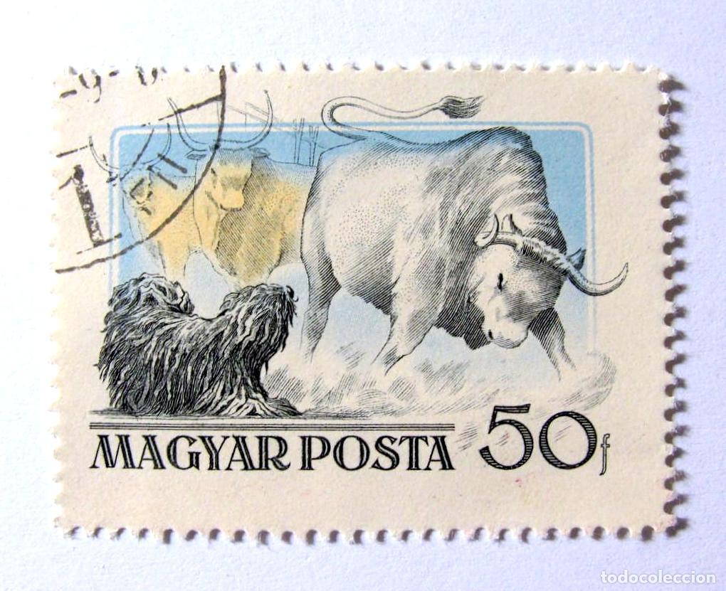 Stamps: Sello Postal HUNGR&Iacute;A 1956 , 50 fi, Perro pastor de Puli pastoreando ganado