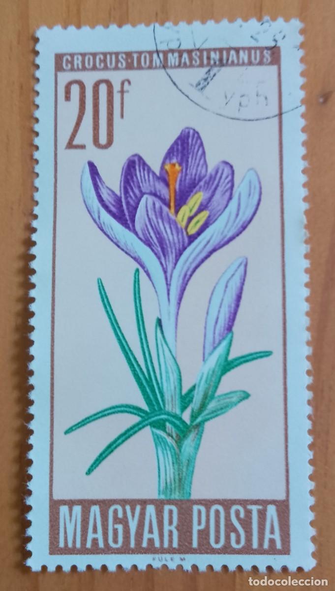 Sellos: HUNGRIA - V/F 20 F - A&Ntilde;O 1966 - FLORA, FLOR, CROCUS TOMMSINIANUS