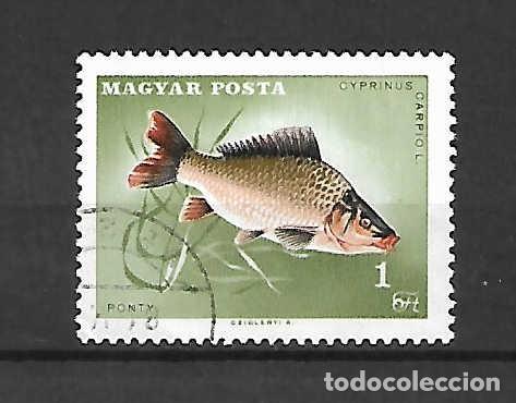 Sellos: Peces: carpa , de Hungr&iacute;a . sello a&ntilde;o 1967