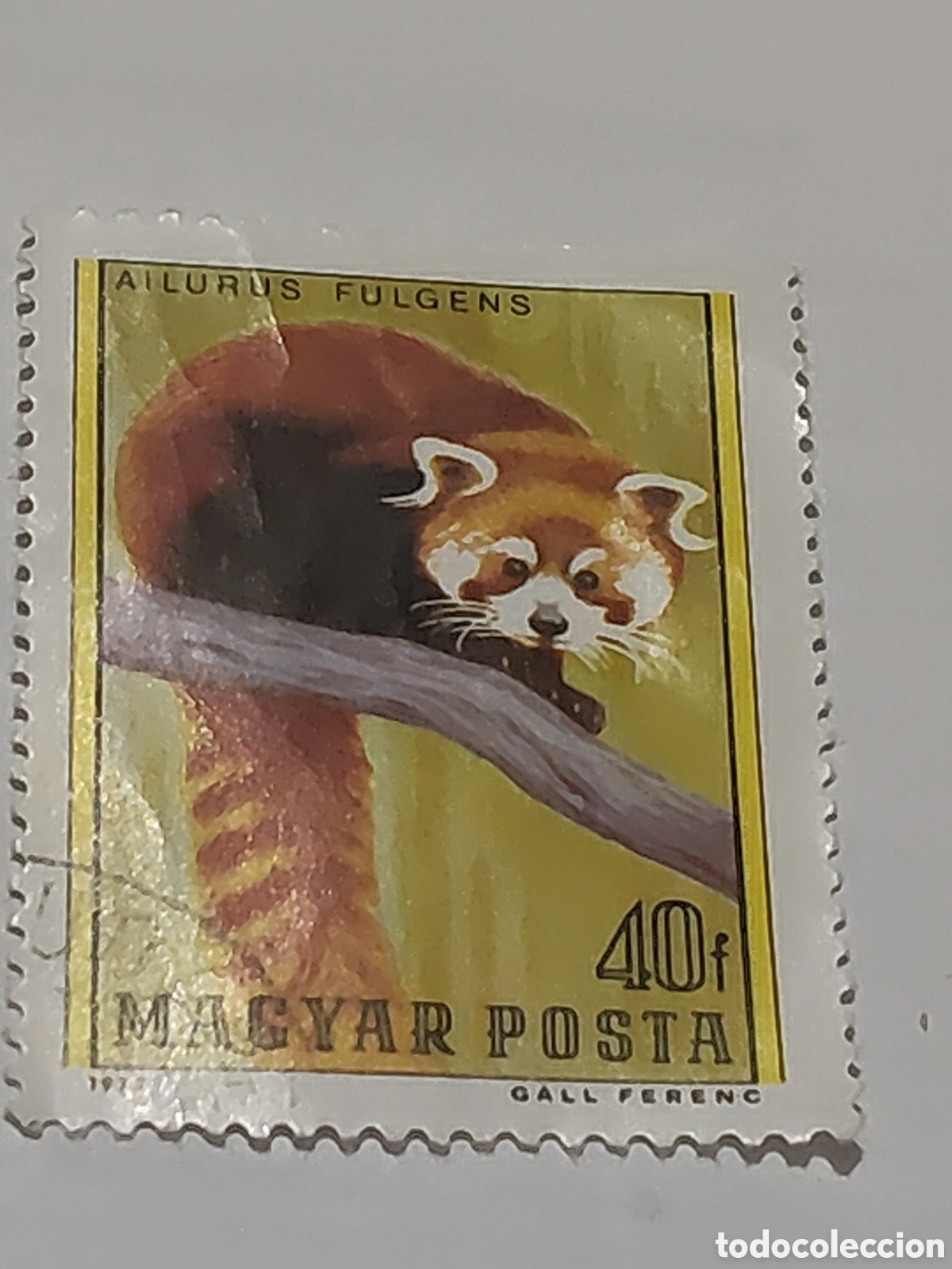 Stamps: Sello de Hungr&iacute;a especies de osos Panda Rojo 1977