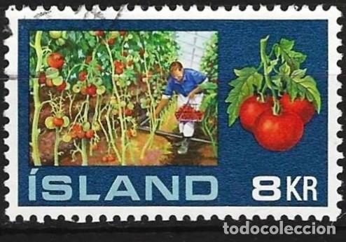 Sellos: Islandia 1972 - Mi 465 - YT 418 - Verduras: Tomates