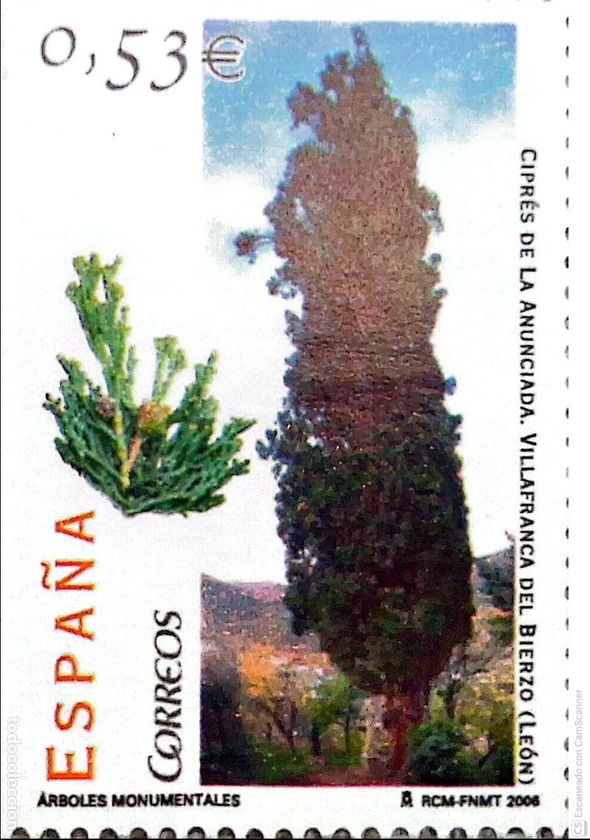 Sellos: Espa&ntilde;a. 4221 &Aacute;rboles ornamentales: Cipr&eacute;s. 2006. Oferta bajo facial.