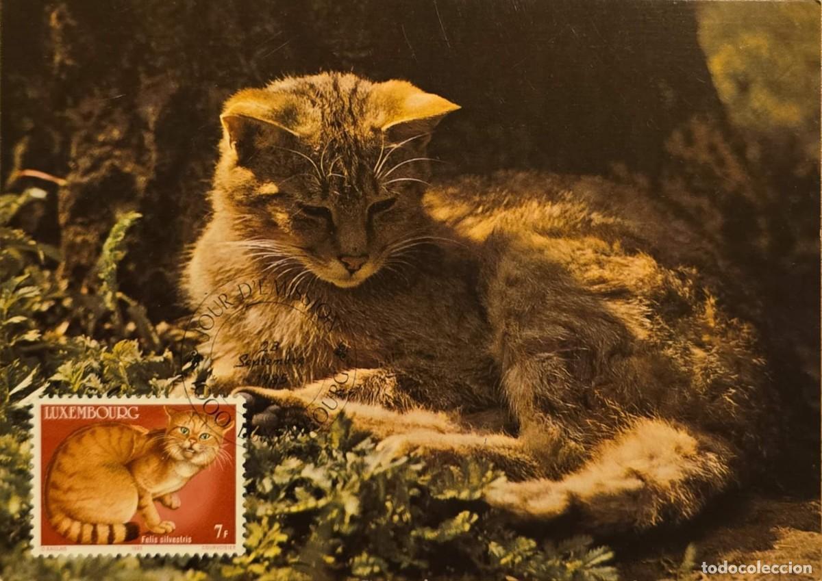 Sellos: TS.)1982, LUXEMBOURG, MAXIMUM CARD, COMMEMORATIVE PRE-PRINTED CARD FEATURING A PHOTOGRAPH OF A &rdquo;EURO