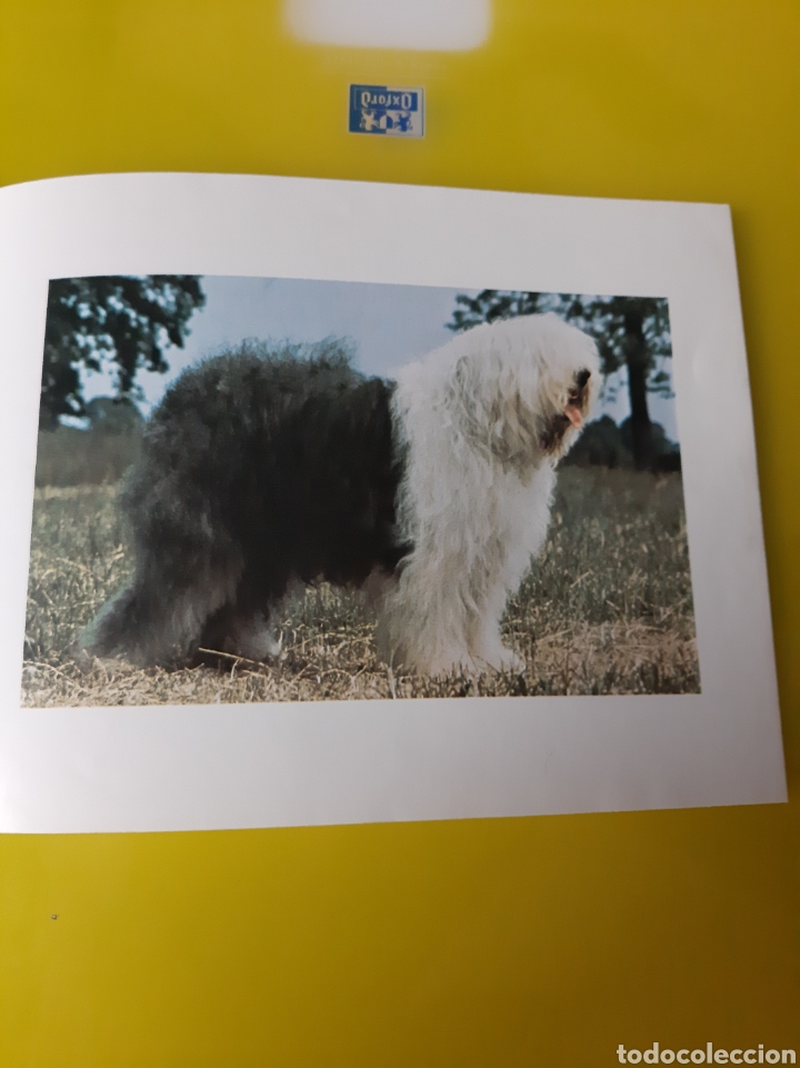 Sellos: FOLLETO PEROS EXPOSICI&Oacute;N 1982 BOBTAIL EMISI&Oacute;N POSTE MONACO - Foto 3
