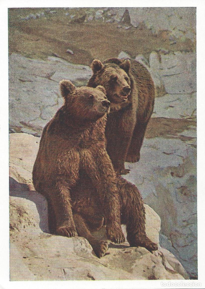 Sellos: 1963. URSS/USSR. TARJ. ENTERO POSTAL/STATIONERY. OSOS PARDO. BROWN BEARS. NATURALEZA/NATURE. FAUNA.