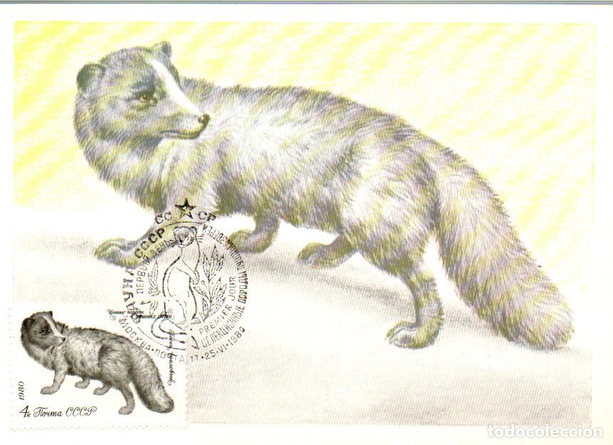 Sellos: RUSIA (U.R.S.S.) IVERT N&ordm; 4707, ZORRO POLAR, TARJETA MAXIMA DE PRIMER DIA 2-11-1981