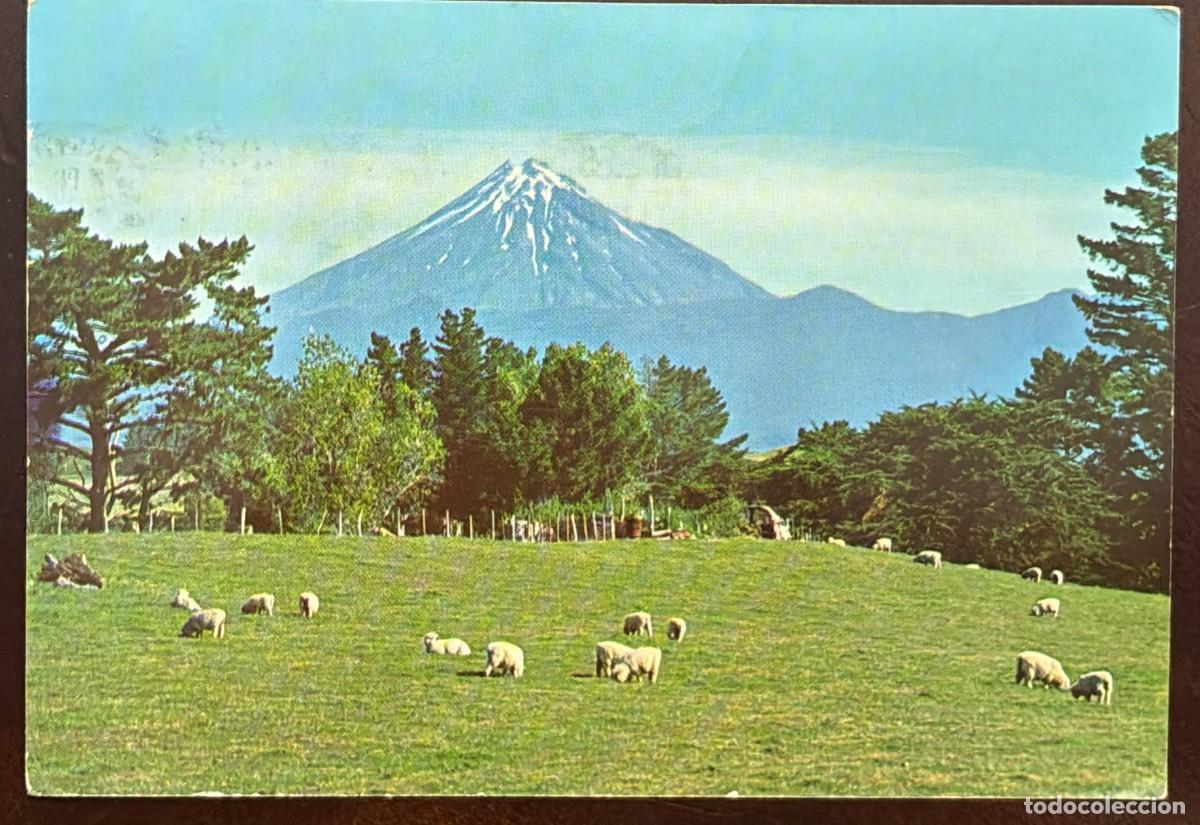 Timbres: MI) CIRCA 1970 NEW ZEALAND, POSTCARD,WITH MOUNT EGMONT AND FLOCKS OF SHEEP GRAZING IN A MEADOW ON TH