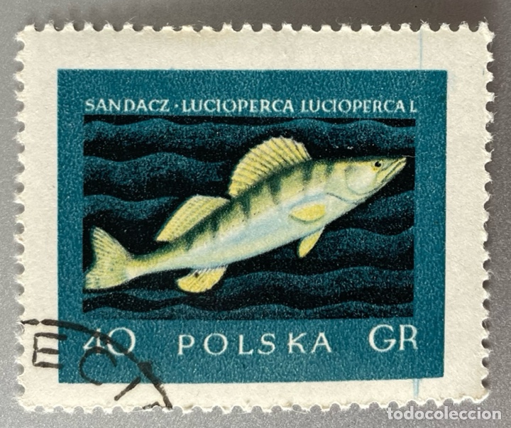Sellos: Polonia. Peces. 1958 - Foto 1