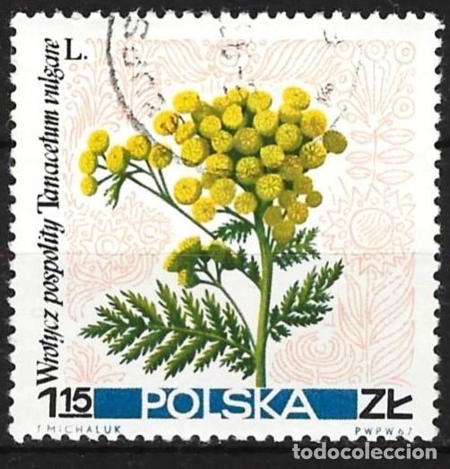 Sellos: Polonia 1967 - Mi 1785 - YT 1640 - Flores : Tanaceto