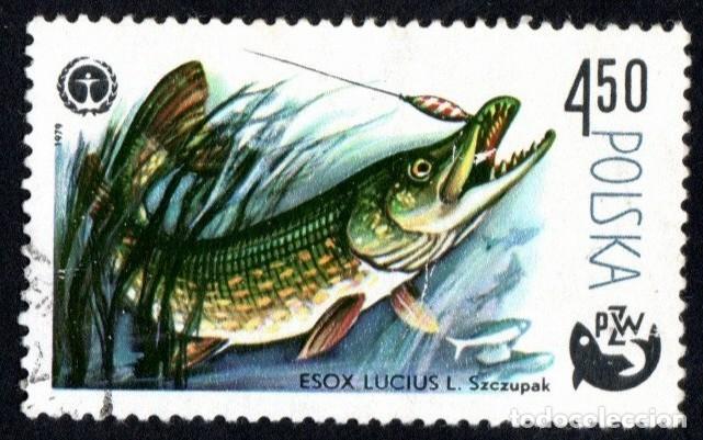 Sellos: Polonia. Centenario de la Pesca Deportiva. Lucio, 1979. YT-2445. Usado