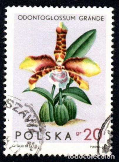 Sellos: Polonia. Orqu&iacute;deas. Grande Odontoglosson 1963. YT-1463. Usado
