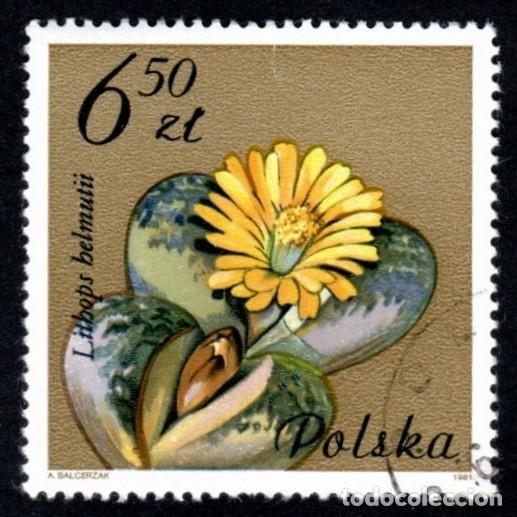 Sellos: Polonia. Flor de Cactus 1981. YT-YT-2605. Nuevo matasello cortes&iacute;a