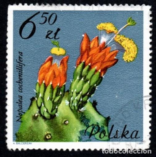 Sellos: Polonia. Flor de Cactus 1981. YT-YT-2604. Usado