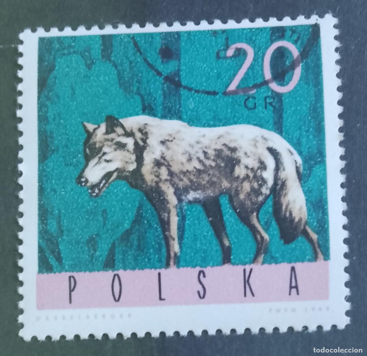 Sellos: POLONIA - V/F 20 GR - A&Ntilde;O 1965 - FAUNA, LOBO