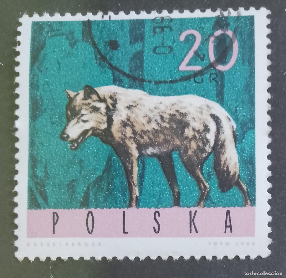 Sellos: POLONIA - V/F 20 GR - A&Ntilde;O 1965 - FAUNA, LOBO