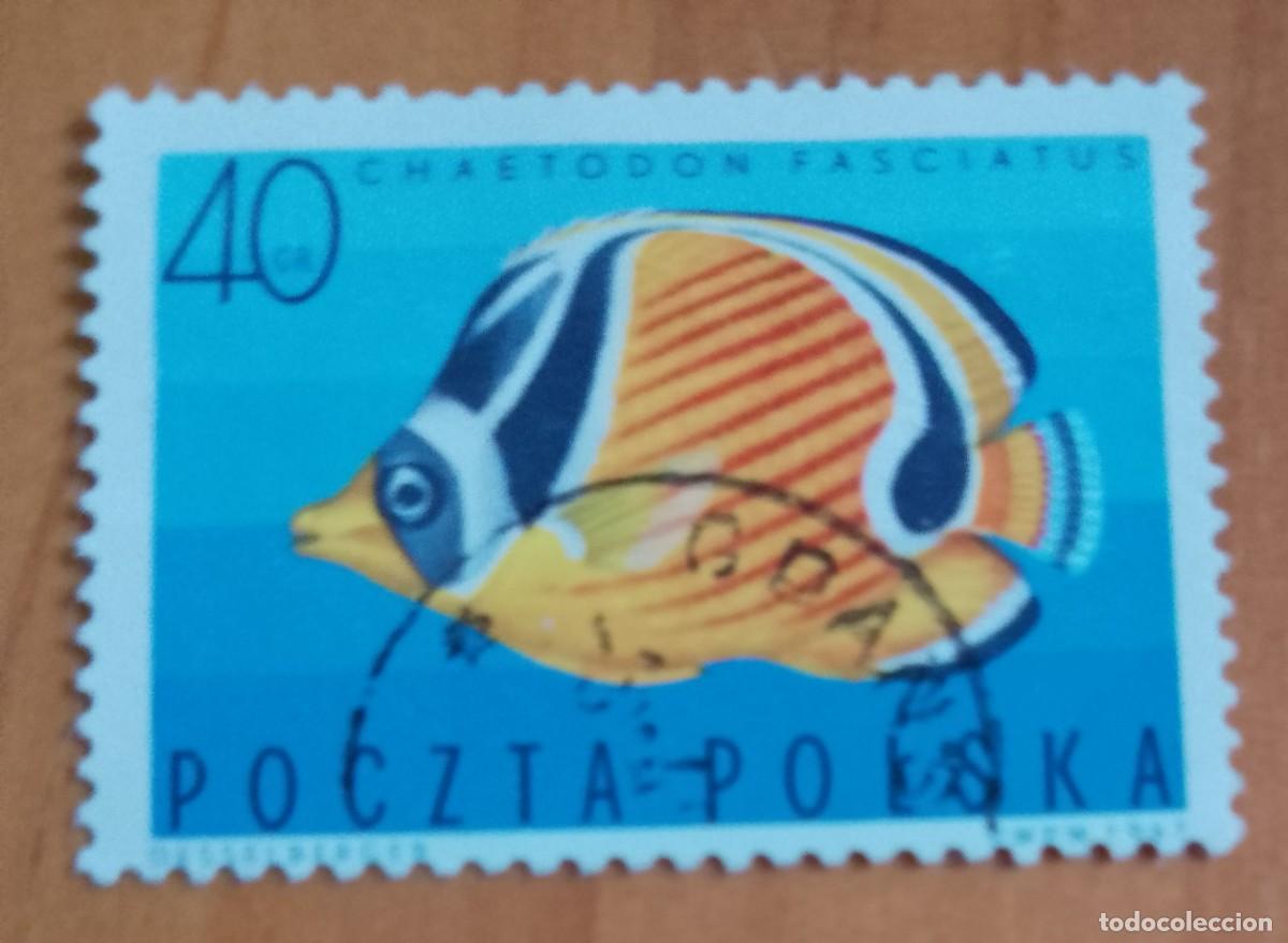Sellos: POLONIA - V/F 40 GR - FAUNA, PEZ MARIPOSA DIAGONAL