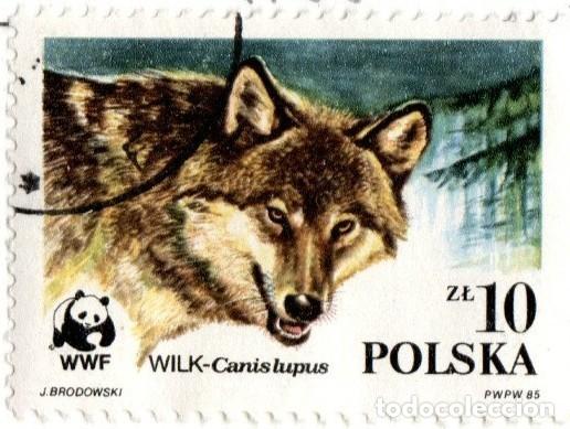 Sellos: Polonia. Lobo, 1985. YT-2788. Usado