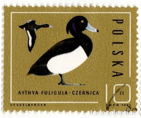 Sellos: Polonia. Protecci&oacute;n Naturaleza. Pato, 1985. YT-2811. Usado