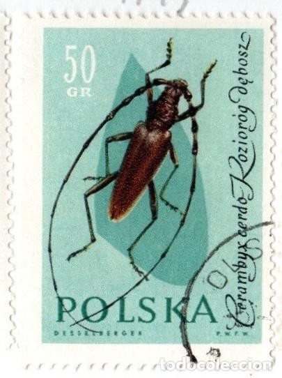 Sellos: Polonia. Insecto. Gran Capricornio, 1922. YT-1143. Usado