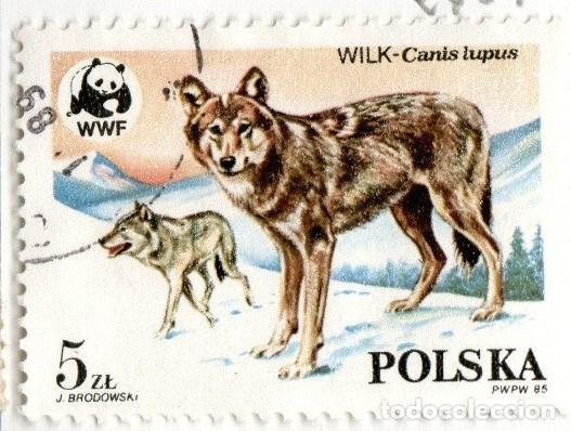 Sellos: Polonia. Protecci&oacute;n Naturaleza. Lobo, 1985. YT-2787. Usado