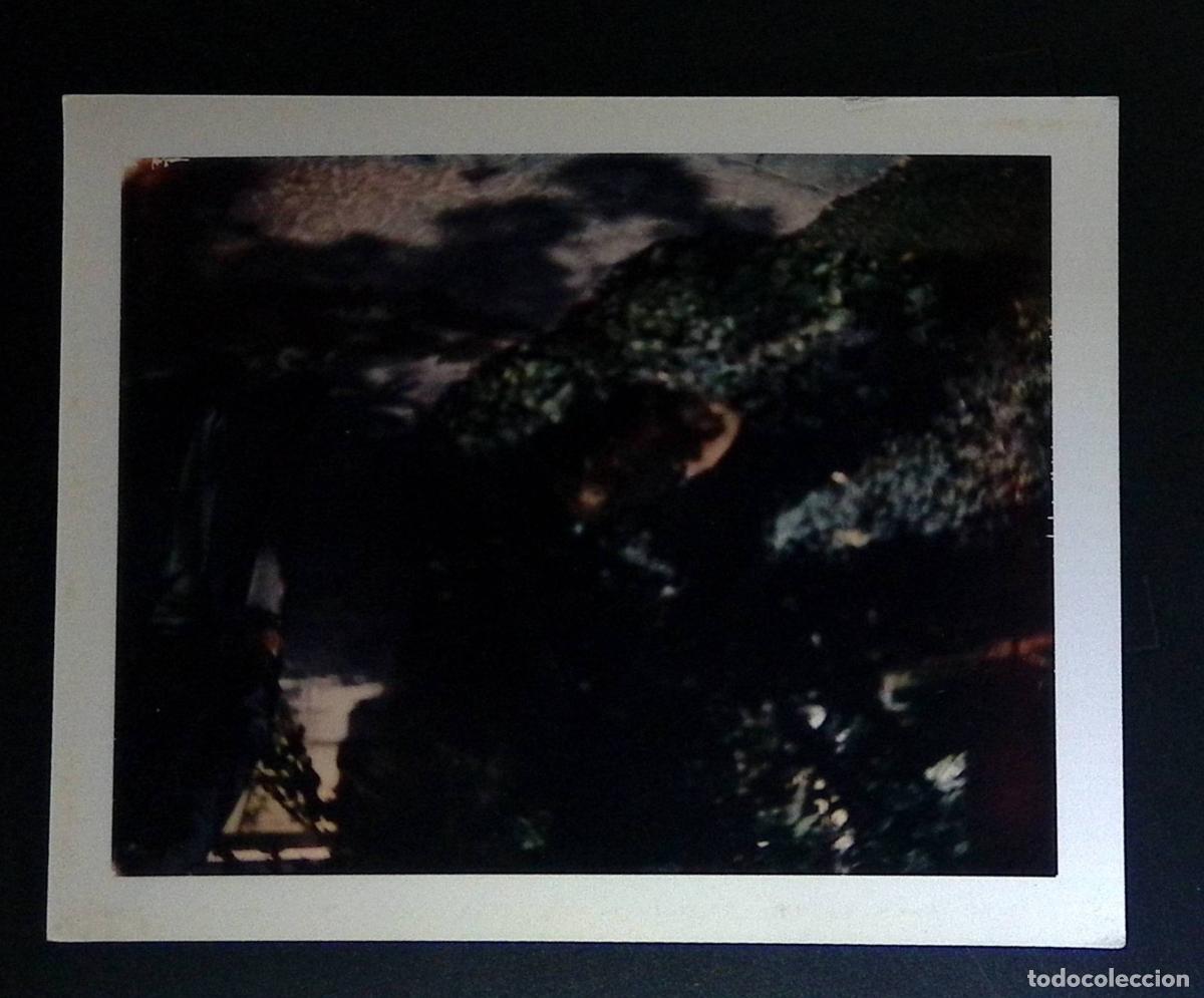 Selos: CMI) 1970. MEXICO. VIEW OF A NATURAL LANDSCAPE WITH VEGETATION IN DARK FOREST TONES. PHOTOGRAPHIC RE