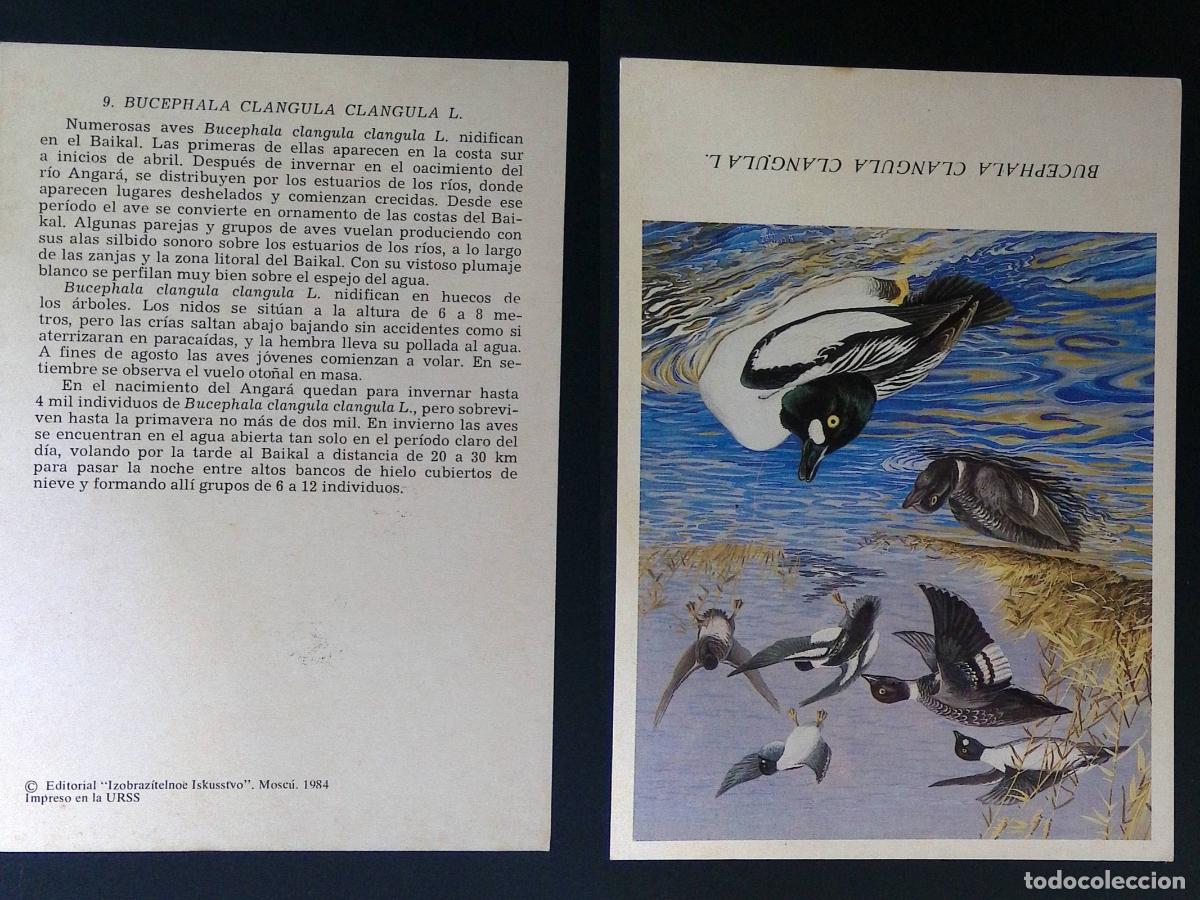 Stamps: CMI) 1984. RUSSIA. WILDLIFE STUDY. ORNITHOLOGY. *BUCEPHALA CLANGULA* (COMMON GOLDENEYE). ILLUSTRATED