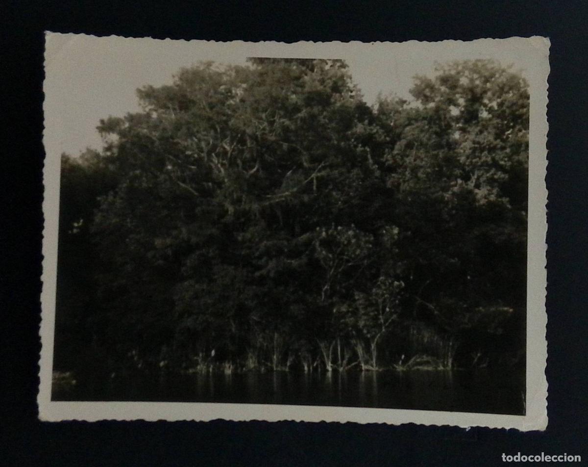 Sellos: CMI) 1975. MEXICO. DENSE FOREST VEGETATION WITH TREES ALONG THE RIVERBANK OR LAKESHORE. PHOTOGRAPH W