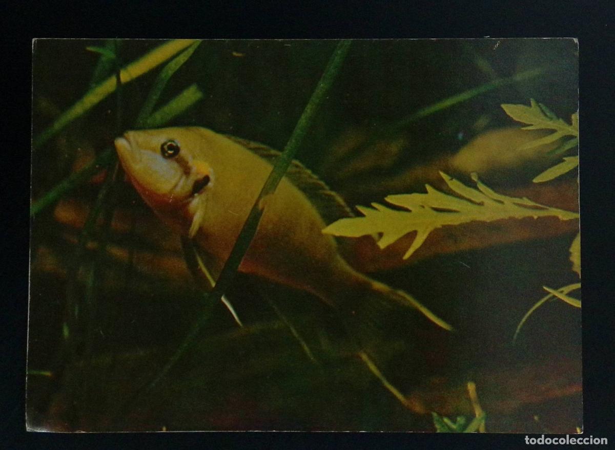 Sellos: CMI) 1982. RUSSIA. MARINE LIFE AND AQUARIUM STUDY FEATURING AN ILLUSTRATED PHOTOGRAPH OF A YELLOW CI