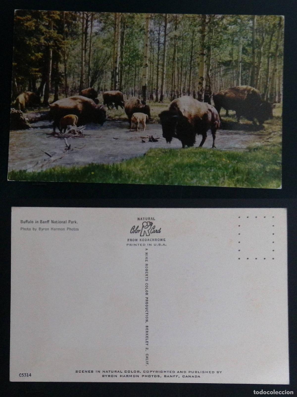 Selos: CMI) 1965. CANADA. BUFFALO HERD IN BANFF NATIONAL PARK. POSTCARD. FYV. XF