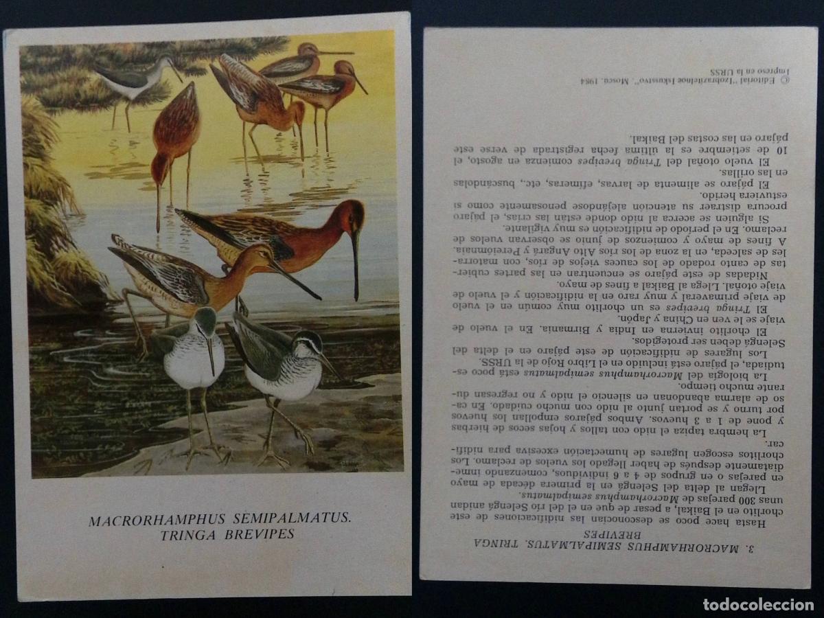 Selos: CMI) 1984. SOVIET UNION. ORNITHOLOGICAL ILLUSTRATION OF MACRORHAMPHUS SEMIPALMATUS SHOREBIRDS. BROCH