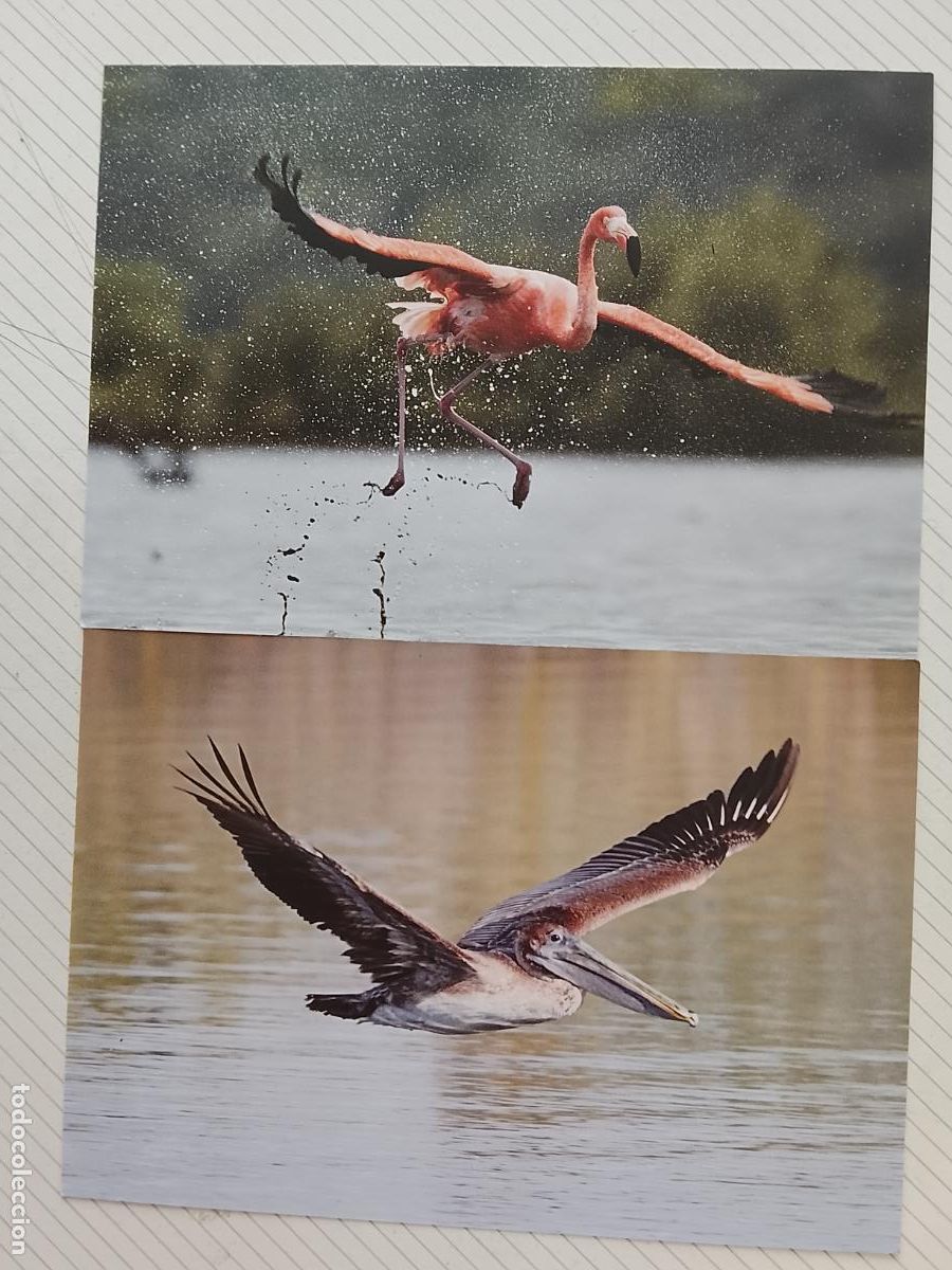 Sellos: Aves. 2 tarjetas postales / Eneros postales prefranqueo. Antillas holandesas. St Maarten y Bonaire